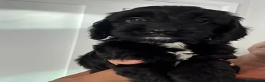 Cockapoo 8