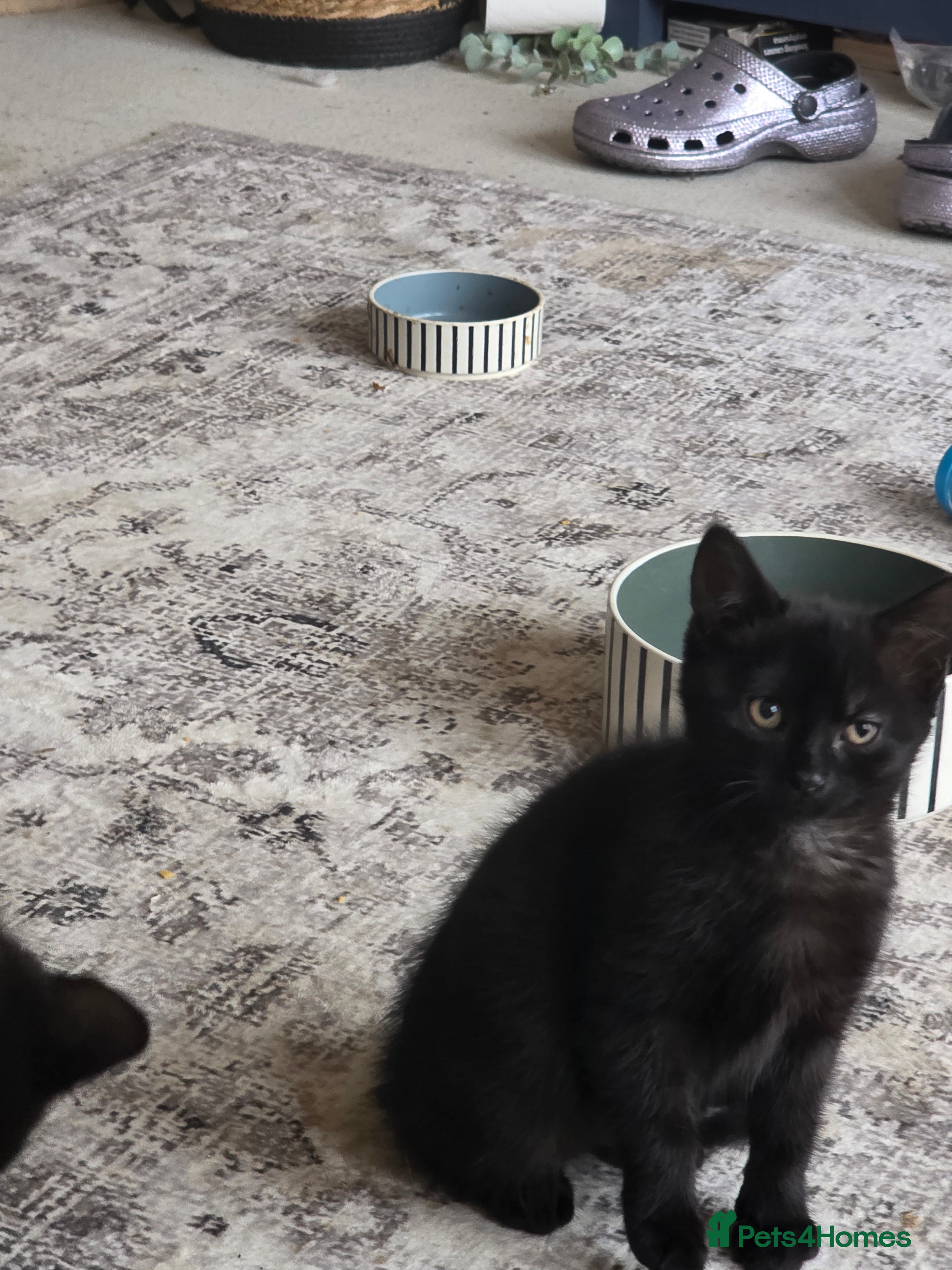 Mixed Breed cats Female kitten needing rehoming  - Advert 2