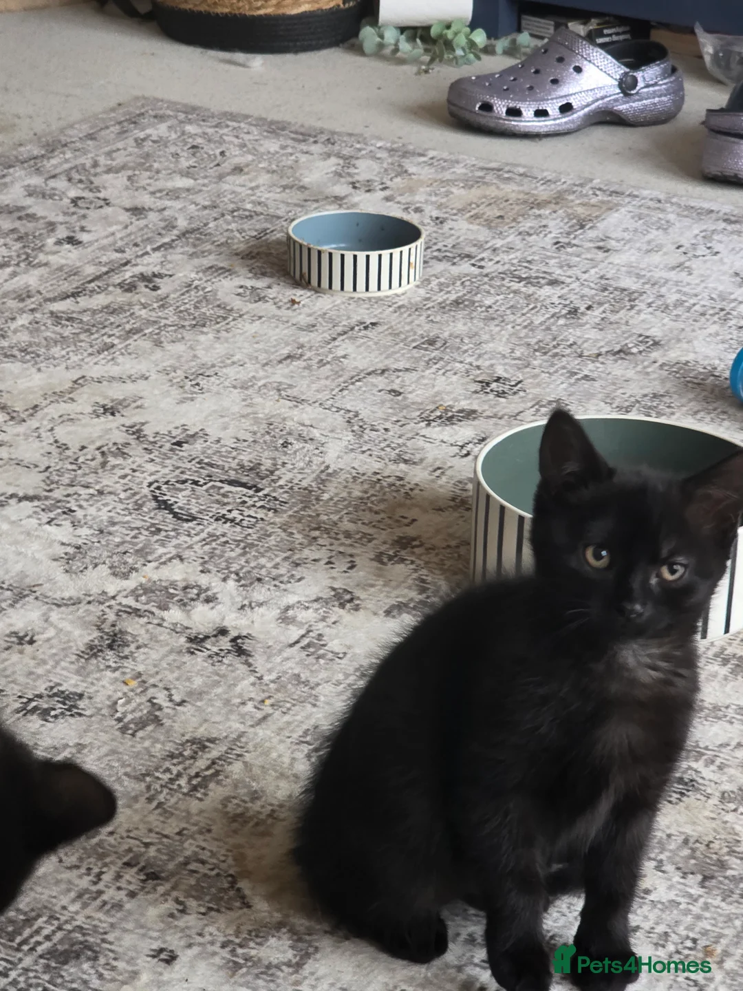 Mixed Breed cats for sale: Female kitten needing rehoming  - Advert 1