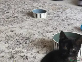 Mixed Breed cats Female kitten needing rehoming - Advert 1