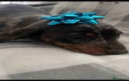 Dachshund dogs for sale: Beautiful rainbow 🌈🌈 litter 💙🩷 - Image 10