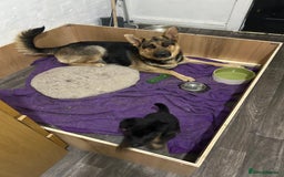 German Shepherd dogs for sale: Adorable 6-Week-Old Puppy Look Her Forever Home! - Advert 5