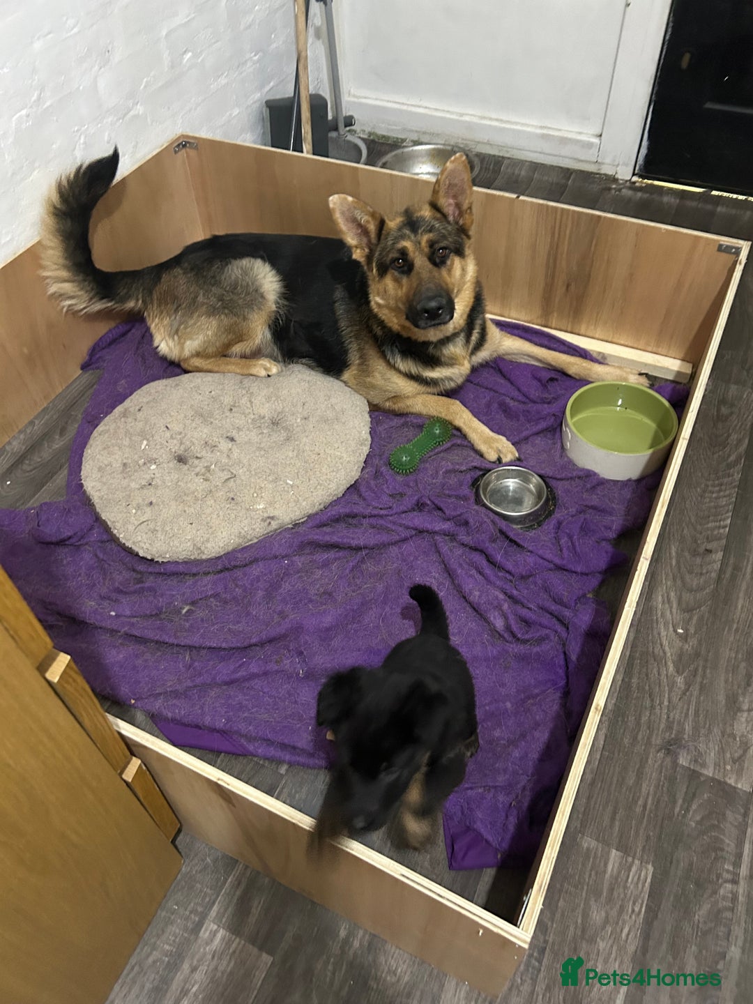 German Shepherd dogs for sale: Adorable 6-Week-Old Puppy Look Her Forever Home! - Advert 5