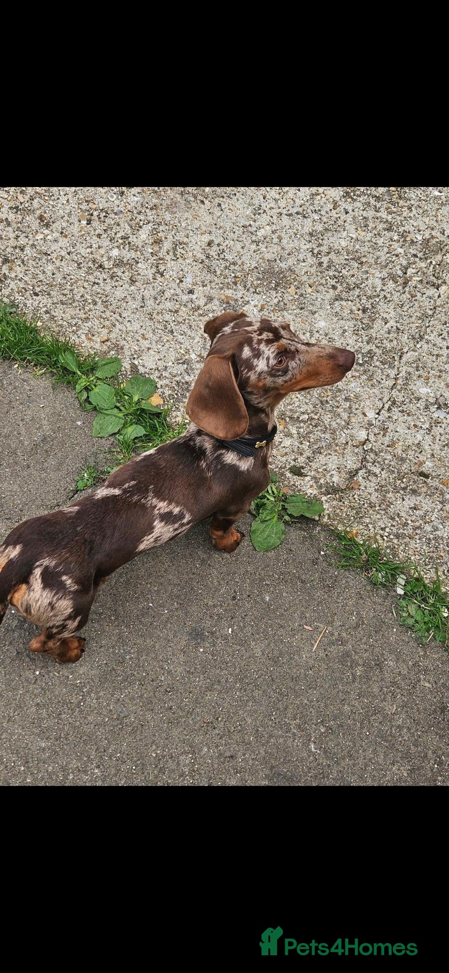 Miniature Dachshund dogs Loving home needed for sid  - Advert 13