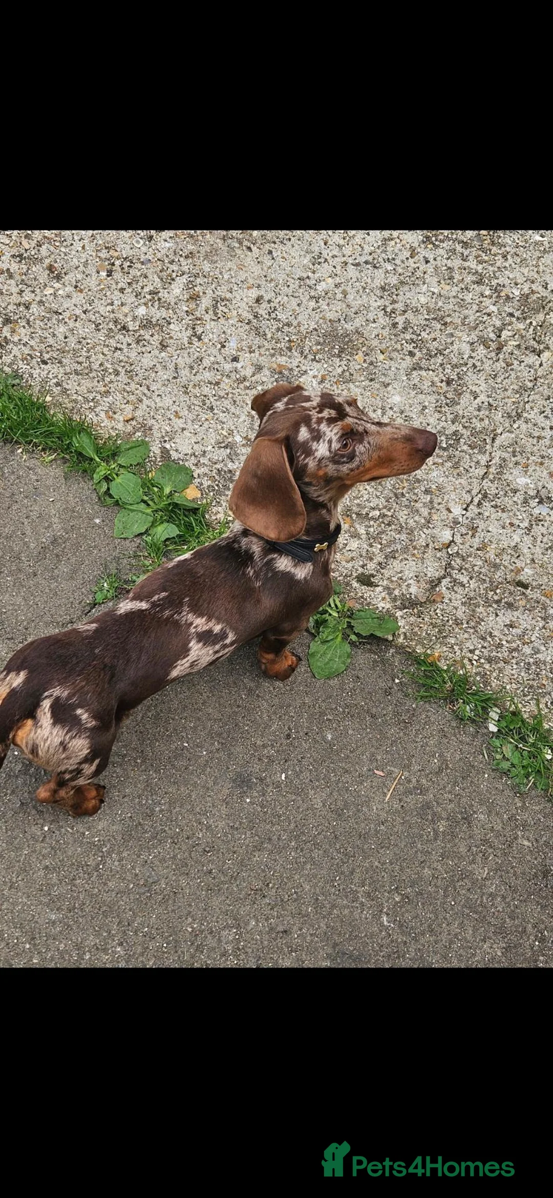 Miniature Dachshund dogs for sale: Loving home needed for sid  - Advert 1