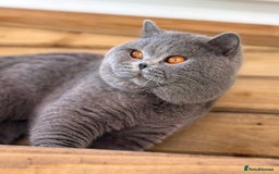 British Shorthair cats for sale: Beautiful boy  - Image 7