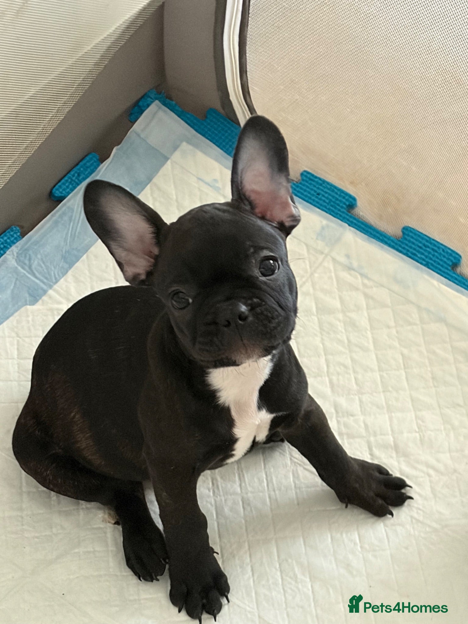 French Bulldog dogs French bulldog  - Advert 2
