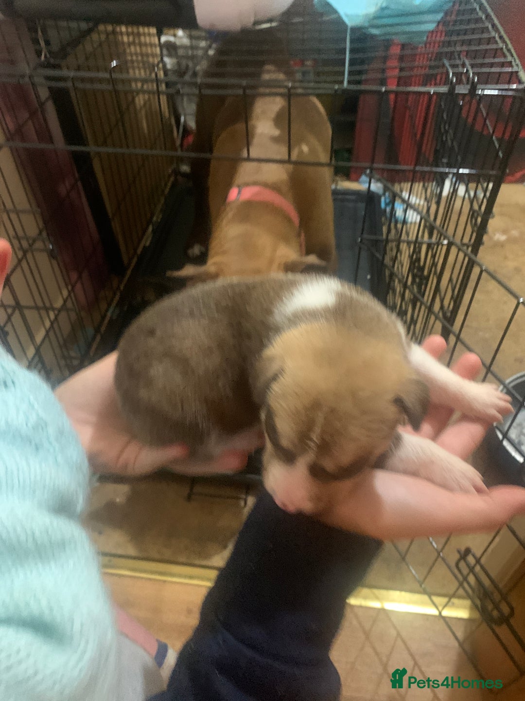 Mixed Breed dogs for sale: 5 Alaskan malamute x Staffordshire bull terrier  - Image 6