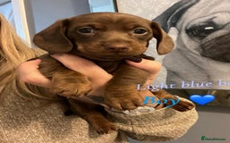 Dachshund dogs for sale: Beautiful miniature dachshund puppies - Image 8