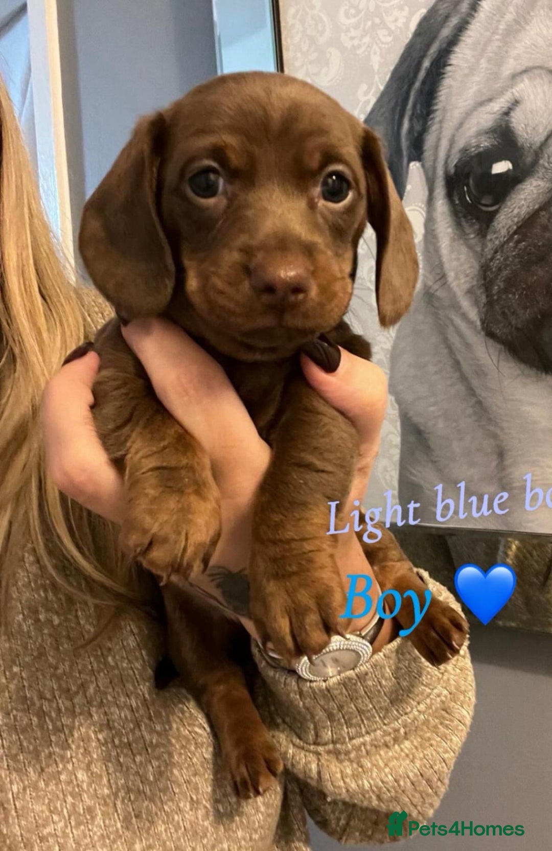 Dachshund dogs for sale: Beautiful miniature dachshund puppies - Image 8