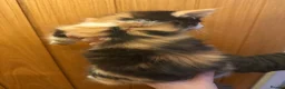 Maine Coon cats for sale: 3 beautiful Maine Coon kittens still available! - Advert 12