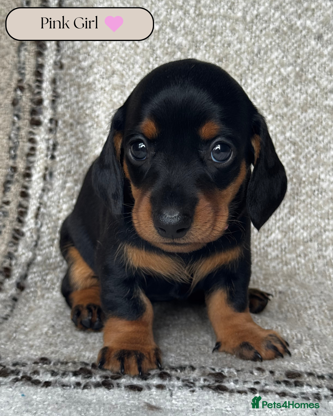 Miniature Dachshund dogs for sale: 🐶🖤STUNNING KC MINIATURE DACHSHUND PUPPIES🖤🐶 - Image 7