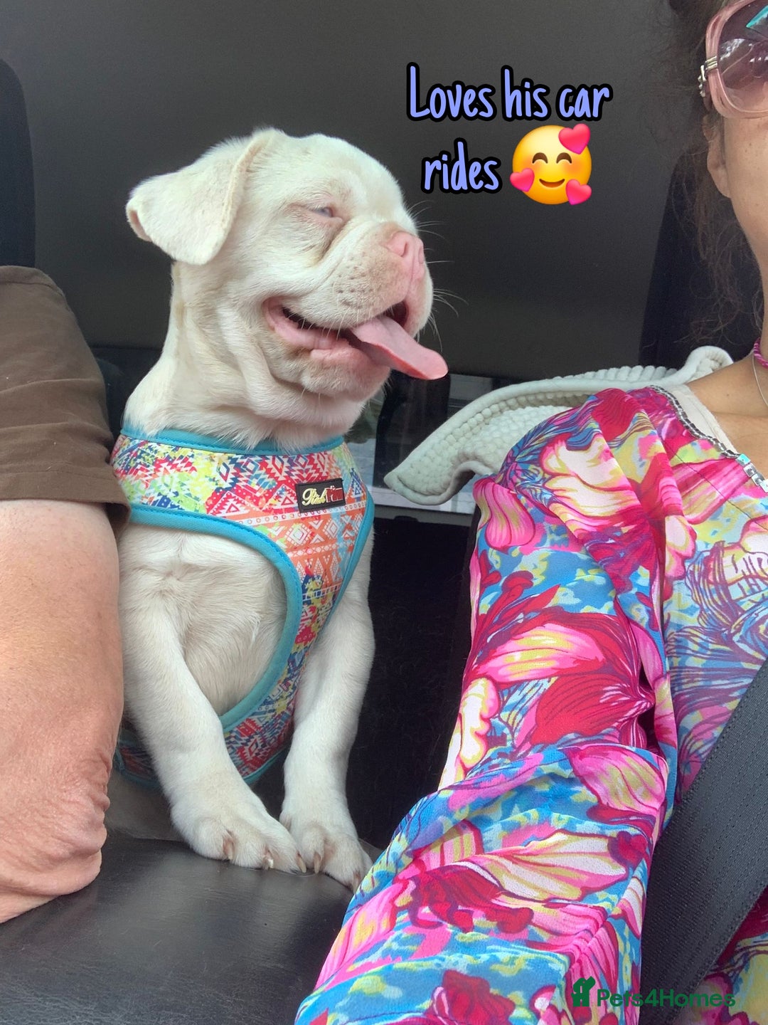 French Bulldog dogs for sale: Family Raised EA Pink English cross French Bulldog - Image 15