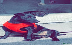 Patterdale Terrier dogs for sale: Patterdale puppies male  - Image 12