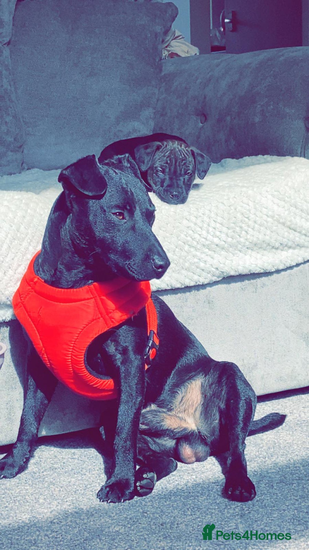 Patterdale Terrier dogs for sale: Patterdale puppies male  - Image 12