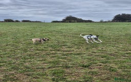 French Bulldog dogs for adoption: 💙 BISCUIT -sweet  11 months boy(neutered)💙 - Image 8