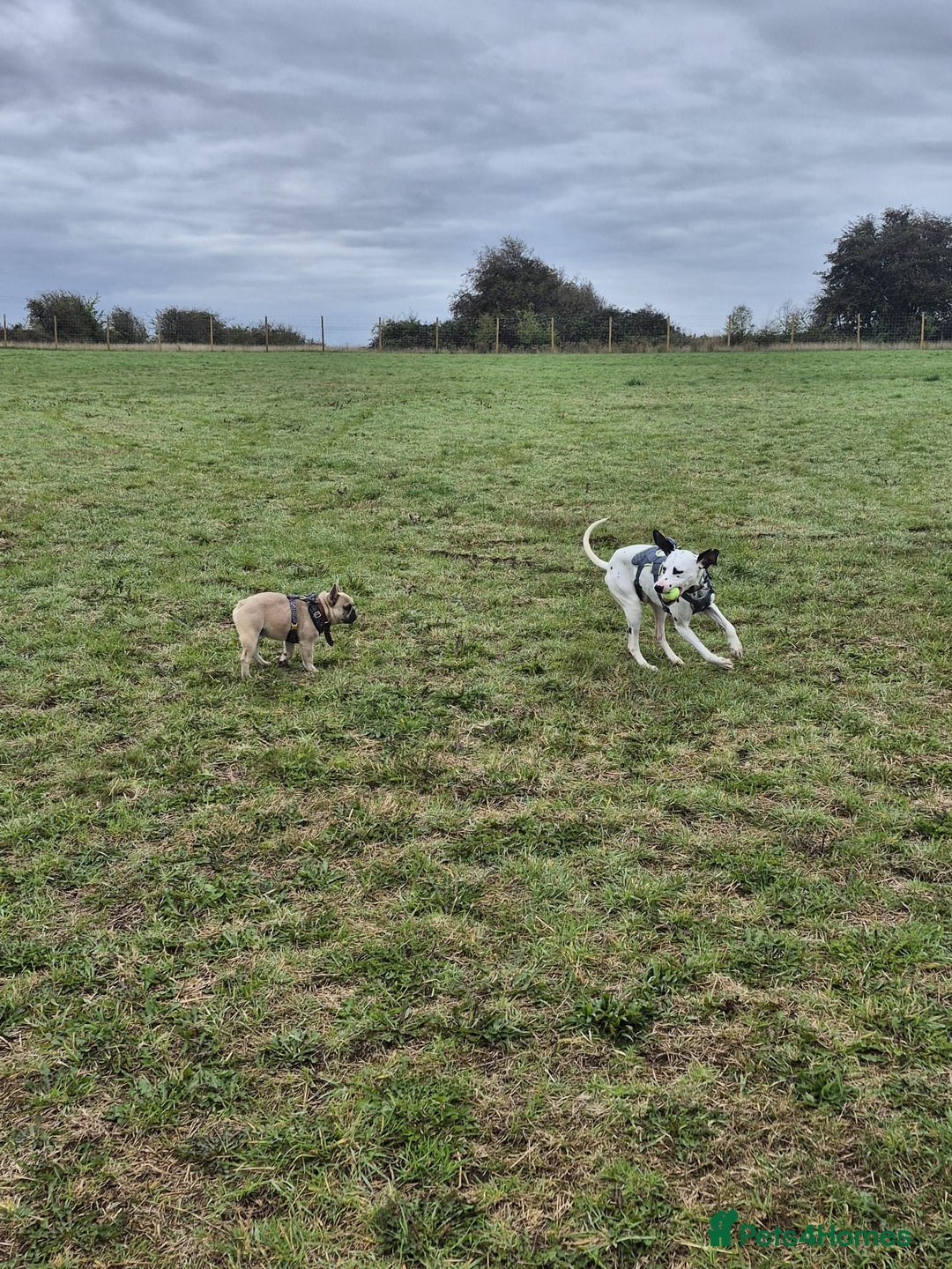 French Bulldog dogs for adoption: 💙 BISCUIT -sweet  11 months boy(neutered)💙 - Image 8