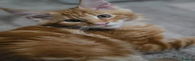Maine Coon 2