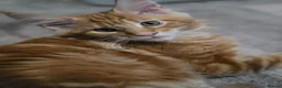Maine Coon cats for sale: Maine coon kittens - Advert 7