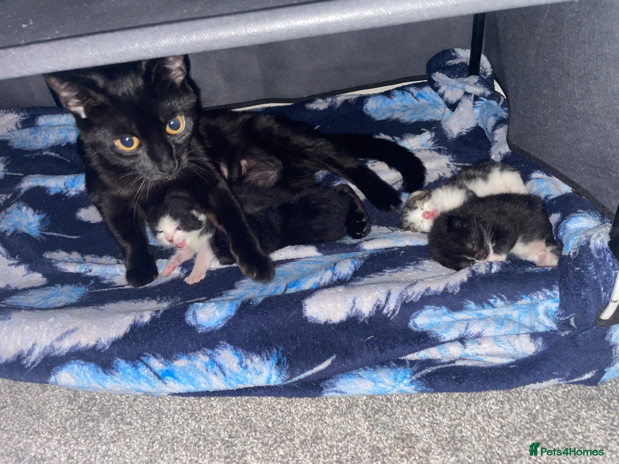 Mixed Breed cats 4 beautiful kittens ready now - Advert 1