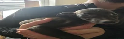 Mixed Breed dogs for sale: American Staff x Lurcher - Advert 3