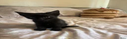 Domestic Shorthair cats for sale: 3 black kittens  - Advert 11