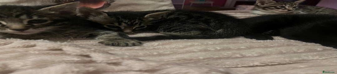 Savannah Kitten 2