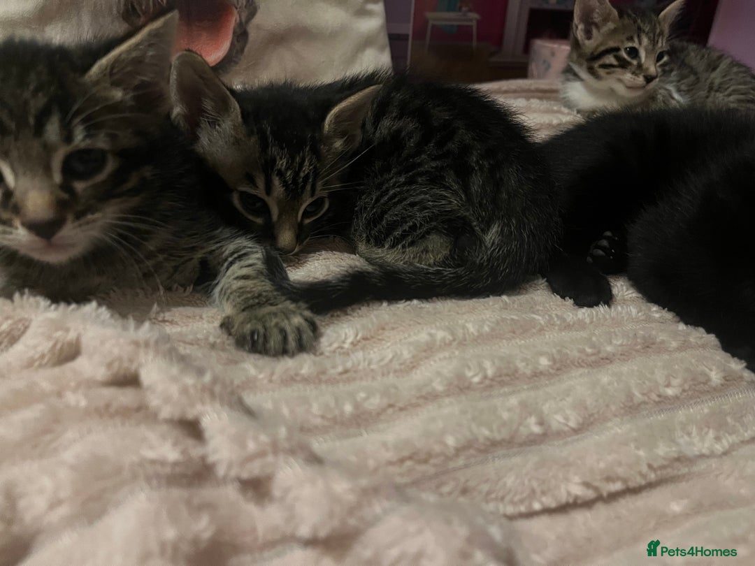 Savannah cats for sale: Savannah Cross Kittens - Image 6