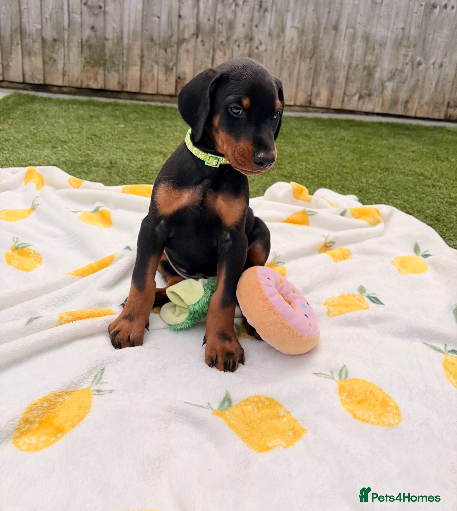 Dobermann dogs 🏡Viewings Available Now | KC Registered Dobermans - Advert 2