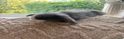 Mini Lop rabbits for sale: Beautiful mini lop baby rabbits  - Advert 24