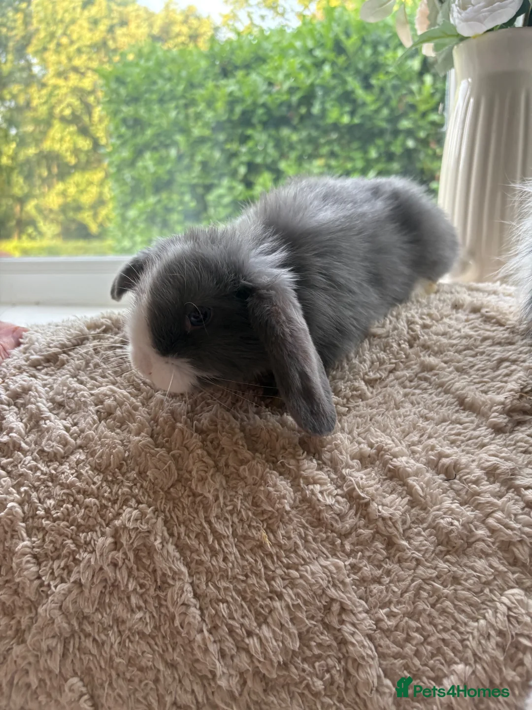 Mini Lop rabbits for sale: Beautiful mini lop baby rabbits  - Advert 24
