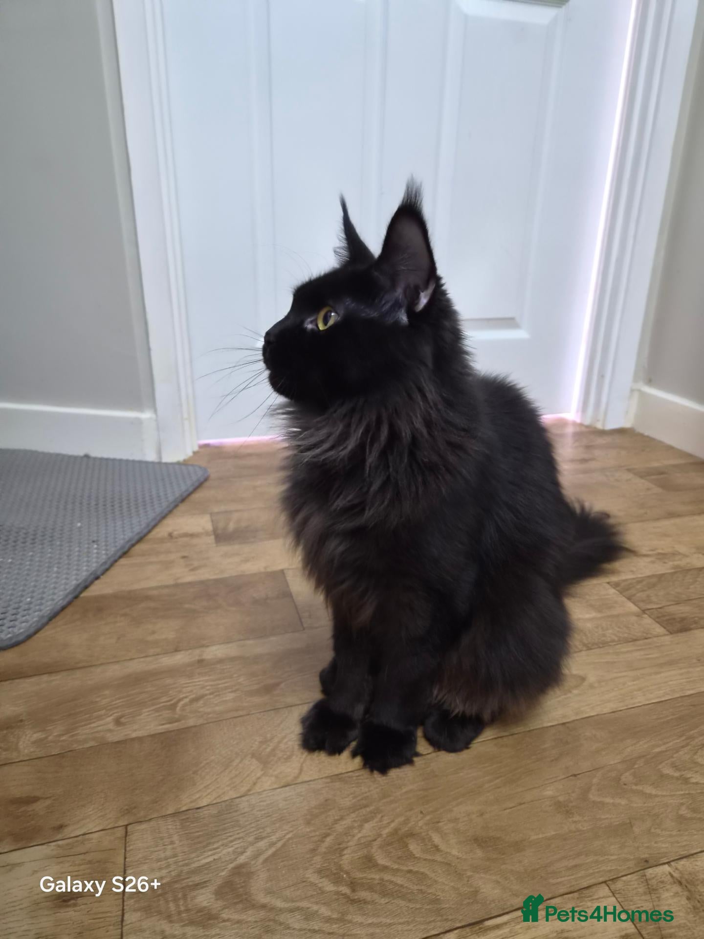 Maine Coon cats Female - Advert 1