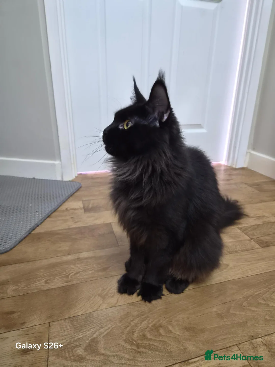 Maine Coon cats for sale: Female - Advert 1