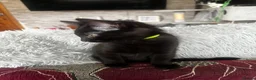 British Longhair cats for sale: 4 Beautiful Kittens  in Swansea - Advert 8