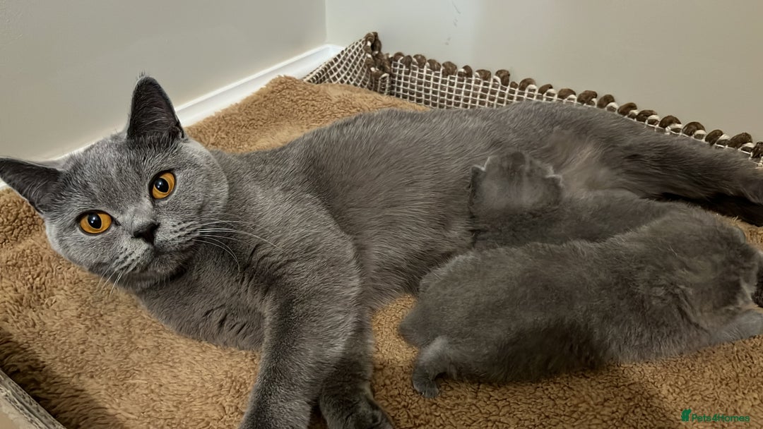 British Shorthair cats for sale: Kind Souls Fluffy Coats British Shorthair Kittens - Image 17