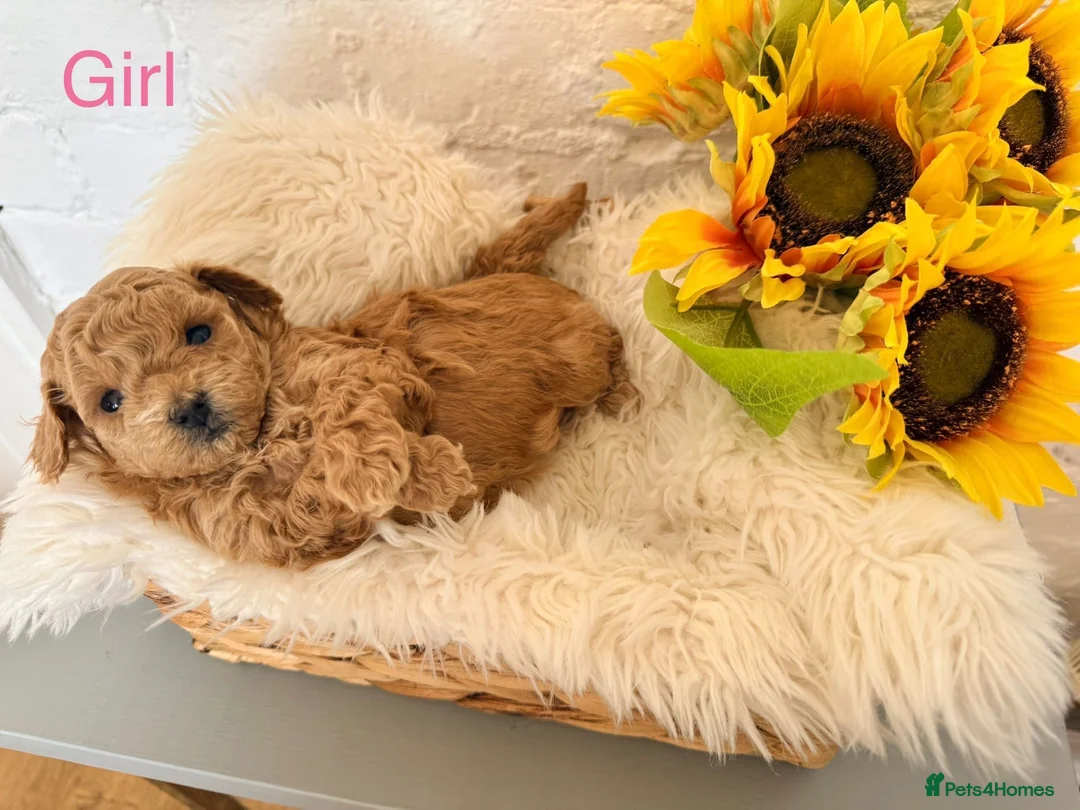 Lhasapoo dogs for sale: Lhasapoo pups (doodles) F1b  - Advert 2