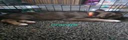 Shepsky dogs for sale: 9 shepsky puppies  - Advert 21