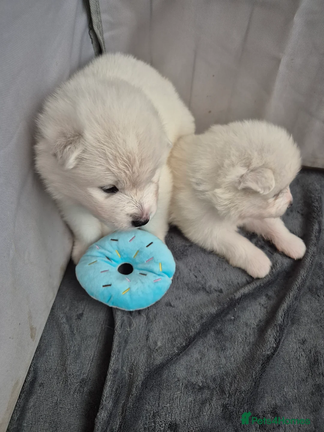 Samoyed dogs for sale: Samoyed Puppies, KC Registered & Health Screened in Barnsley - Advert 12