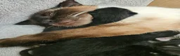 Mixed Breed cats for sale: Ragamese mix kittens Black & Tabby kittens in Haverhill - Advert 6