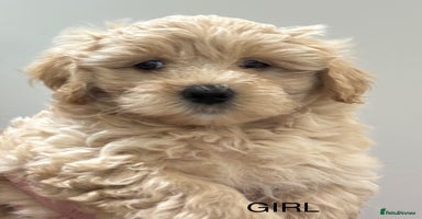 Maltipoo dogs - Advert 7