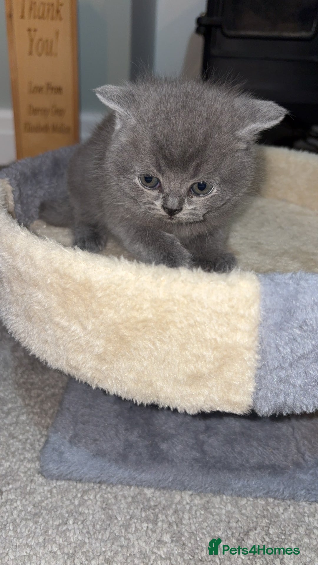 British Shorthair cats for sale: BSH kittens for sale from pedigree parents - Advert 19