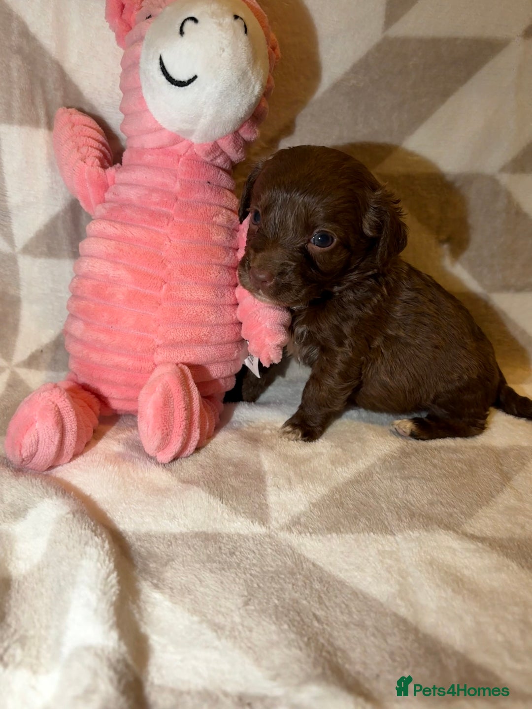 Cockapoo dogs for sale: Stunning cockapoo puppies  - Advert 9