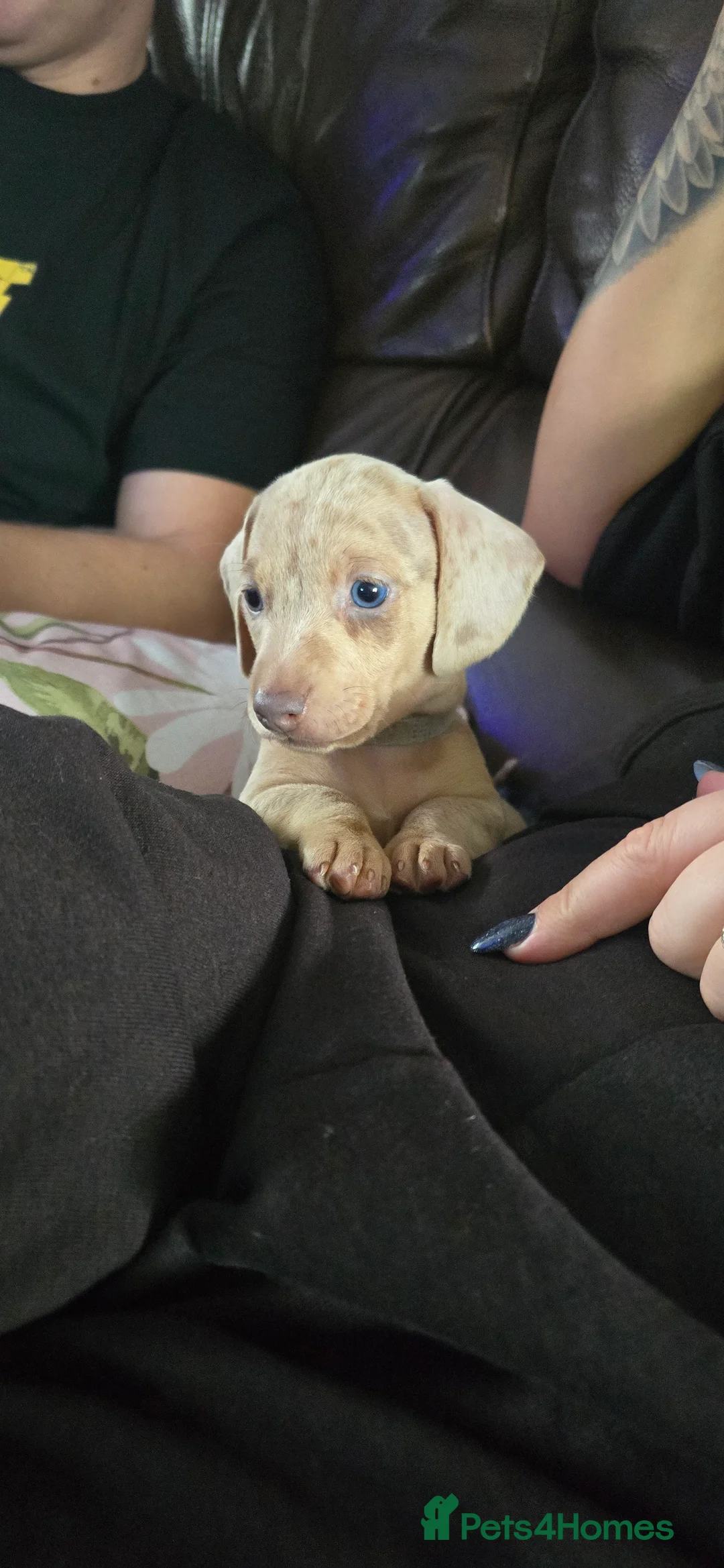 Miniature Dachshund dogs for sale: KC registered miniature Dachshund 🐶  - Advert 16