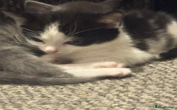 Mixed Breed cats for sale: Kittens for sale  - Image 3
