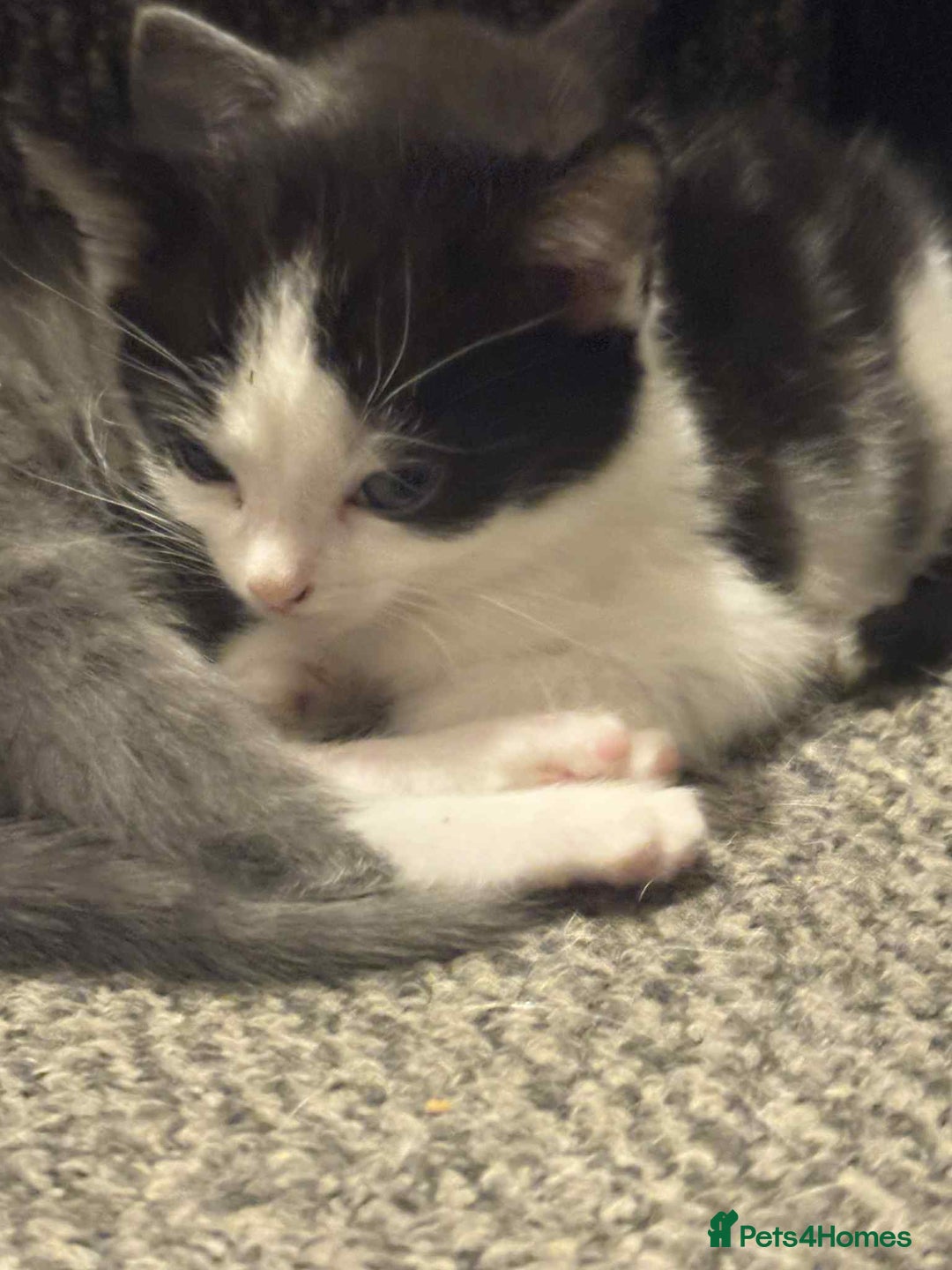 Mixed Breed cats for sale: Kittens for sale  - Image 3