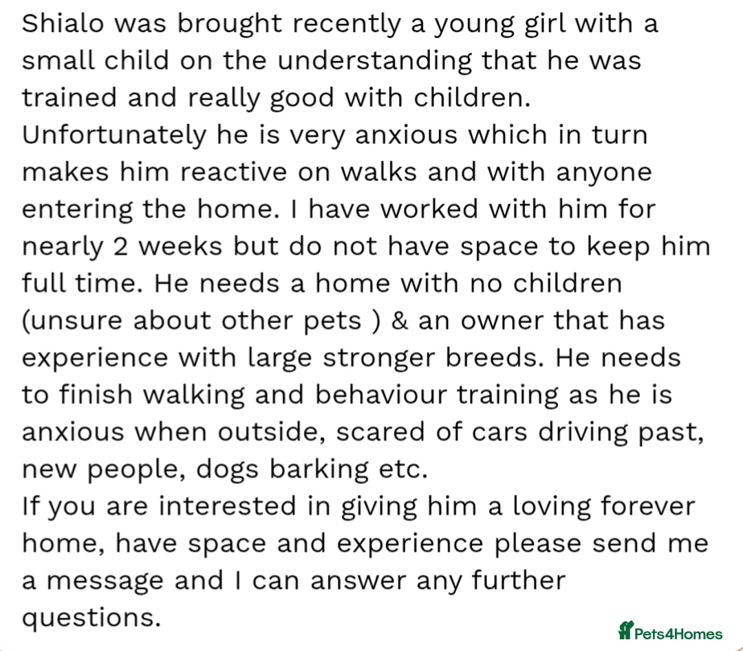 Mixed Breed dogs for sale: Beautiful 9 month old boy. - Advert 2