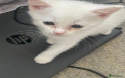 Mixed Breed cats for sale: 5 KITTENS FOR SALE🥰😍 - Image 12