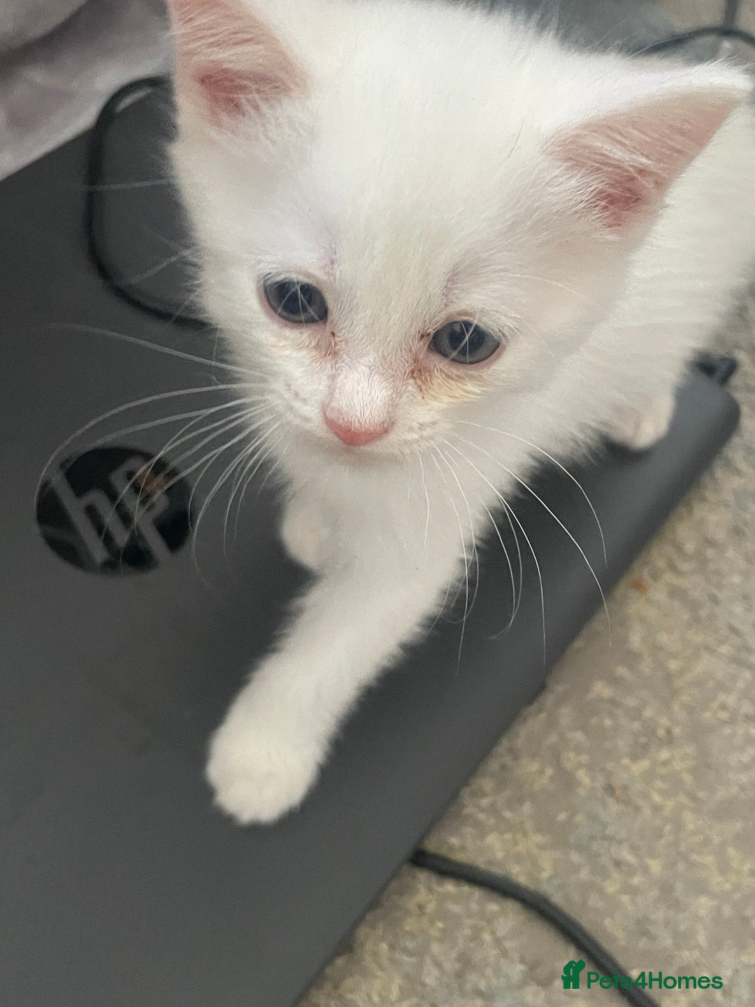 Mixed Breed cats for sale: 5 KITTENS FOR SALE🥰😍 - Image 12