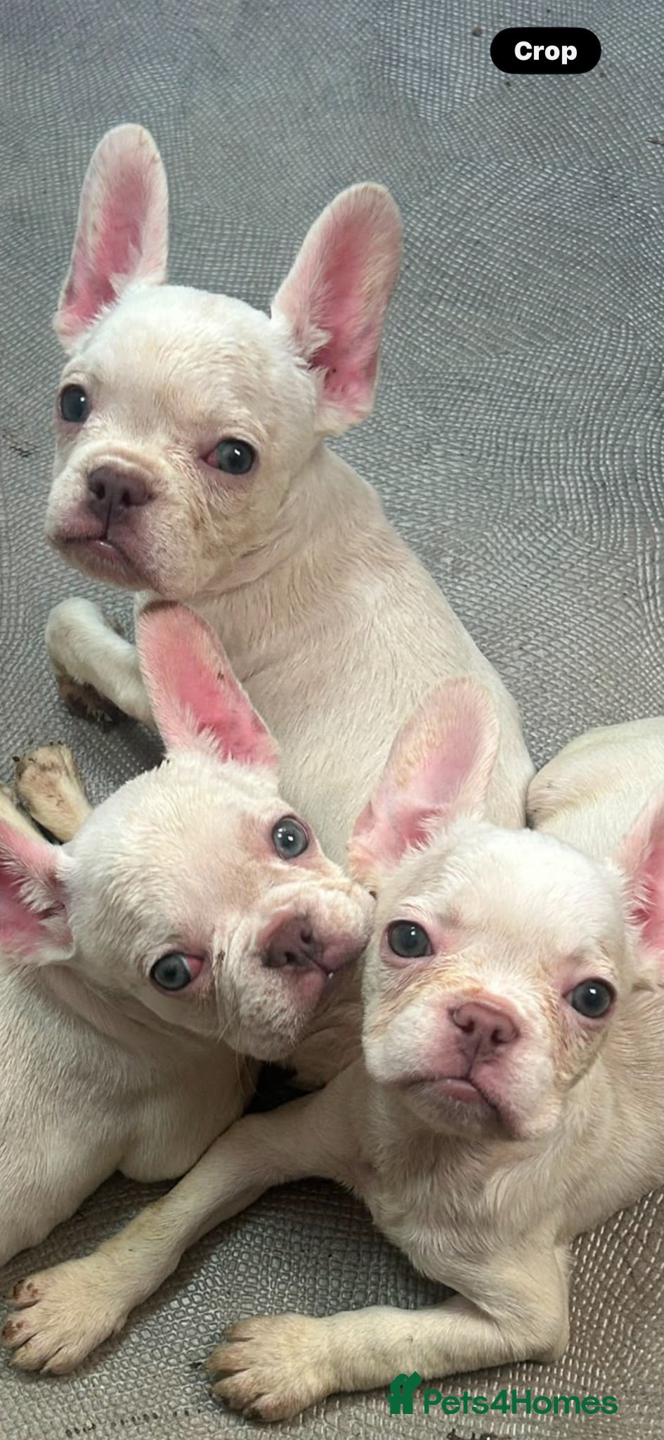 French Bulldog dogs french bulldog puppys - Advert 15