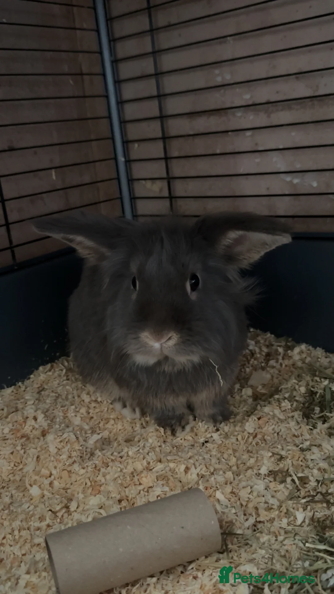 Mixed Breed rabbits for sale: Male grey/blue rabbit  - Advert 2